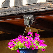 Alsace