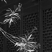 Chine