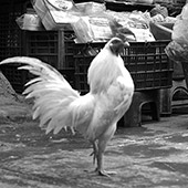 Viet-Nam
